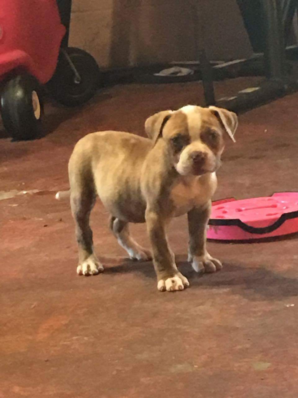 7 week old american bulldog puppy