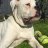 Agamemnon1