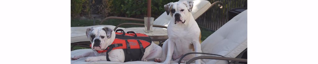 South Bay (Los Angeles) American Bulldog Community