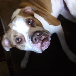 Gemma