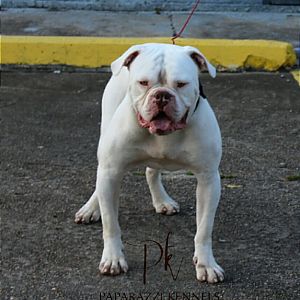Paparazzi Kennels Star Studded Studs