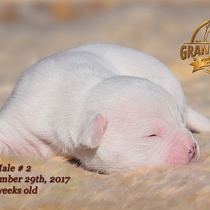 American Bulldog Puppies For Sale