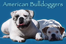 Responsible American Bulldoggers - A Global Community for American Bulldog Breeders, Owners, and Buyers
